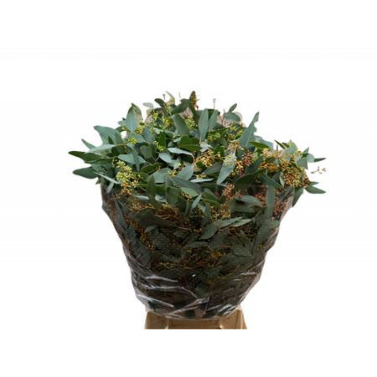 Eucalipt Populus Bes 300 gr