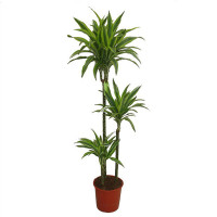 Dracaena Marginata 1pp 21/90