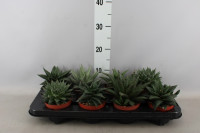 Aloe Mix Decorum 505/12