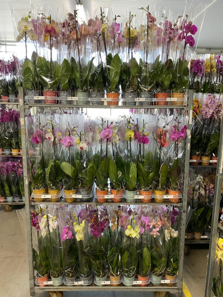 Phal 1-tak Authentic Mix 12/70