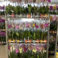 Phal 1-tak Authentic Mix 12/70 - IMG-20230712-WA0011