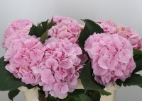 Hydr Z Verena Pink Extra 80 cm X5 Holland