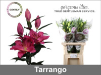 Lilium Oriental Duet Fantasy X10 Holland