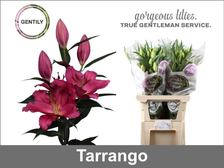 Lilium Oriental Duet Fantasy X10 Holland