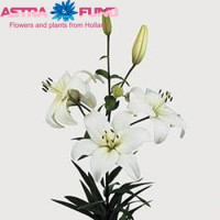 Lilium S Or Duet Anouska X10 Holland
