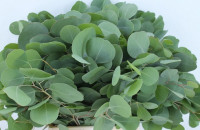 Eucalipt Populus 65 sm