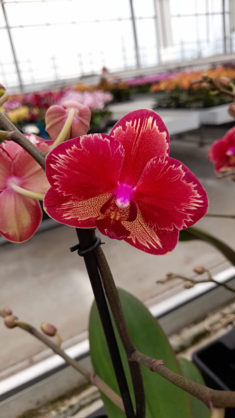 Phal 1-tak Miyo 12/45