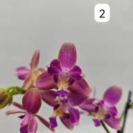 Phal 2-tak Phalaenova 2  12/65 - IMG-20241030-WA0026