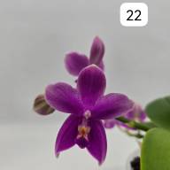 Phal 2-tak Phalaenova 2  12/65 - IMG-20241030-WA0006