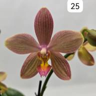 Phal 2-tak Phalaenova 2  12/65 - IMG-20241030-WA0003