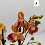 Phal 2-tak Phalaenova 2  12/65 - IMG-20241030-WA0025