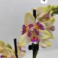 Phal 2-tak Phalaenova 2  12/65 - IMG-20241030-WA0024