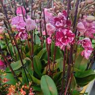Phal 2-tak Phalaenova 2  12/65 - 20241108_092701