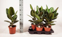 Ficus El Robusta 21/90