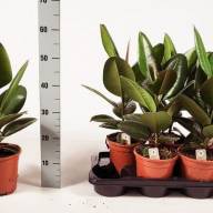 Ficus El Robusta 21/90 - 73d75cc4-f78c-3521-a79a-5ded67f1d8ce