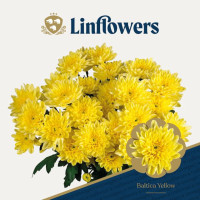 Chr T Yellow Decorum X5