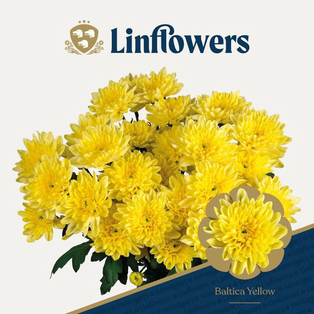 Chr T Yellow Decorum X5