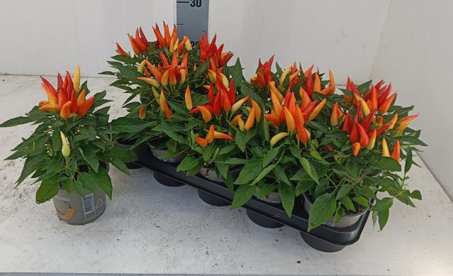 Capsicum Annuum 'salsa' ...mix 9/15
