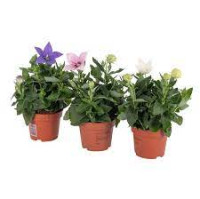 Platycodon Grandiflorus 12/25