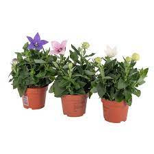 Platycodon Grandiflorus 12/25