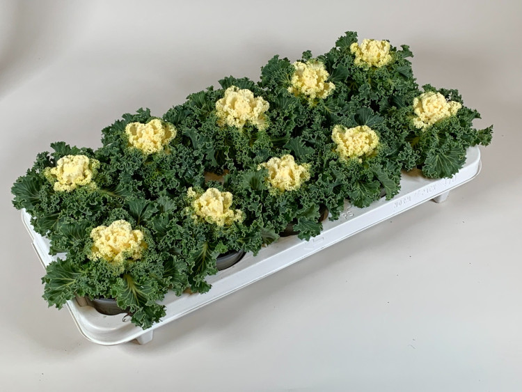 Brassica Oler Curled 12/15