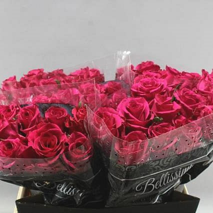 Rose Ever Pink 70 sm