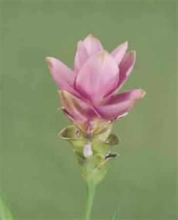 Curc Alismatifolia