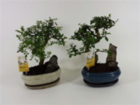Bonsai Gemengd + Schotel