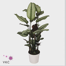 Calathea Whitestar
