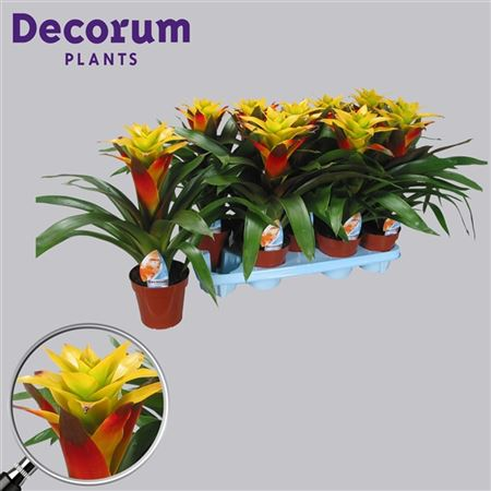 Guzmania Fancy Geel-rood (decorum)