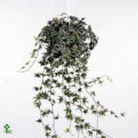 Hedera He White Ripple