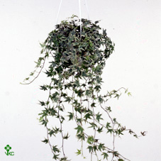 Hedera He White Ripple