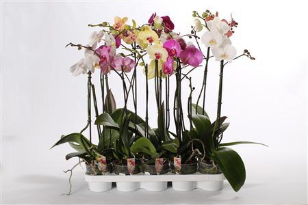Phal 2 Yellow Speciaal Multi 12/50