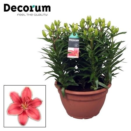 Lilium Az Buzzer Schaal 9pp