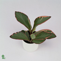 Peperomia Jellie