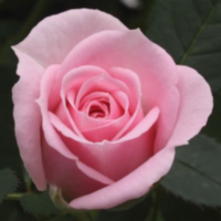 Rosa Bm Baby Jewel Pink (grower)