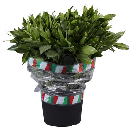 Cocculus