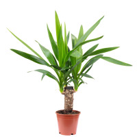 Yucca 1pp 14/90