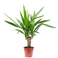 Yucca 1pp 14/90 - Yucca 1pp 14 90