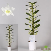 Dendr Apollon 1 tak 12/60