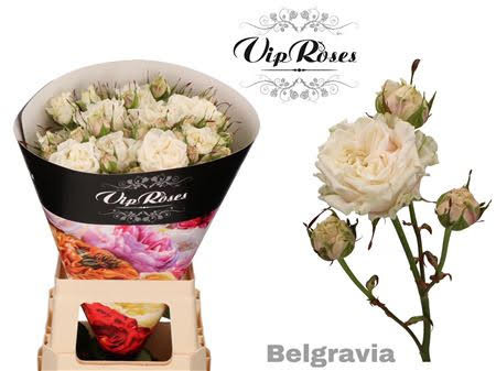 Spray Belgravia 70 sm
