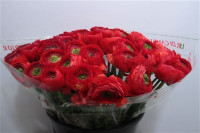 Ranunculus Clooney Lady Super