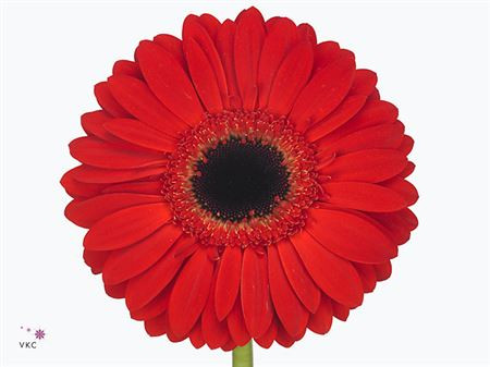 Gerbera Mini Picture Perfect X30 Holland