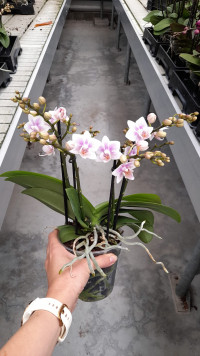 Phal 2-tak Licht Roze 12/35