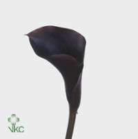 Zantedeschia Claudia X10