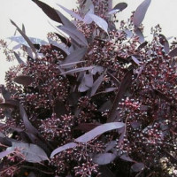 Eucalipt Popul Bes Rood Bloei 70sm 300g