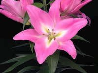 Lilium S La Scotland X10 Holland
