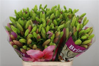 Lilium S La Brindisi X10 Holland