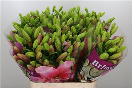 Lilium S La Brindisi X10 Holland