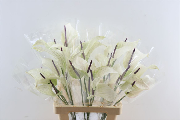 Anthurium Zafira